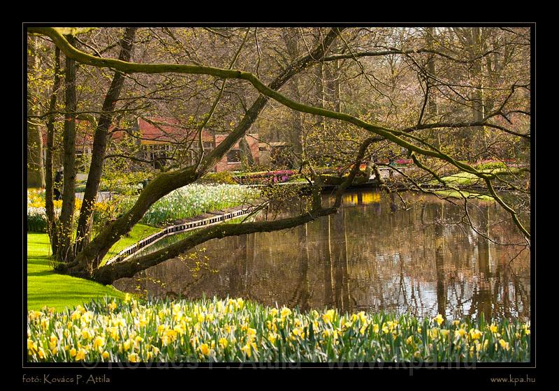 Keukenhof Hollandia 077.jpg